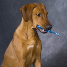 Teeth Brushing